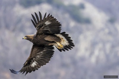 Ptaki Bałkanów (fot. Babis Giritziotis)