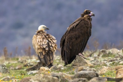 Ptaki Bałkanów (fot. Babis Giritziotis)
