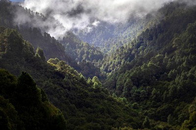 Lasy La Palmy (fot. S. Adamczak, okfoto.pl)