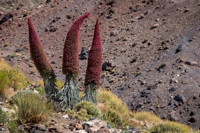 Żmijowiec rubinowy (fot. S. Adamczak, okfoto.pl) Żmijowiec rubinowy (fot. S. Adamczak, okfoto.pl)