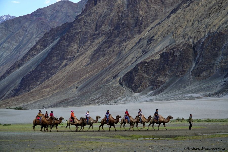 Wielbłądy baktriany w okolicach Hunderu Wielbłądy baktriany w okolicach Hunderu