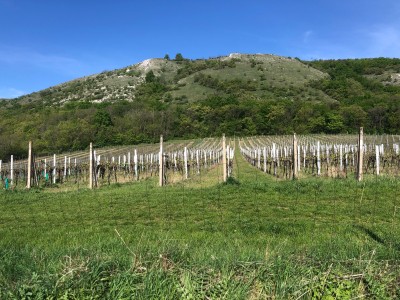 Winnice na stokach Palavy (fot. Paweł Klimek)