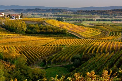 Obszar winnic Collio (fot. Massimo Crivellari)