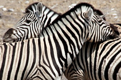 Zebry na safari w Kenii 