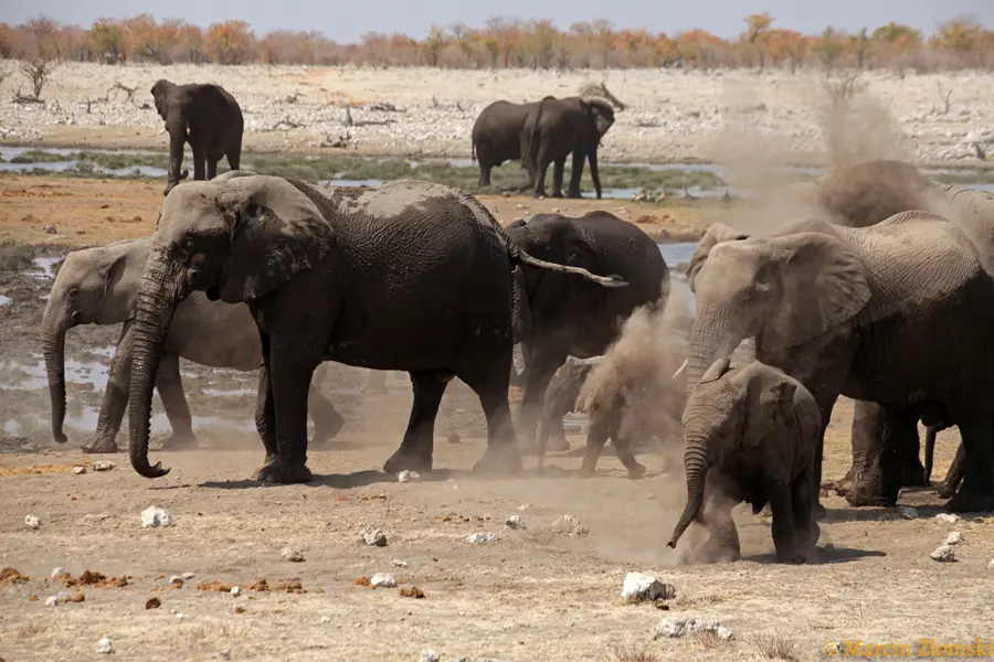 Stado słoni podczas safari