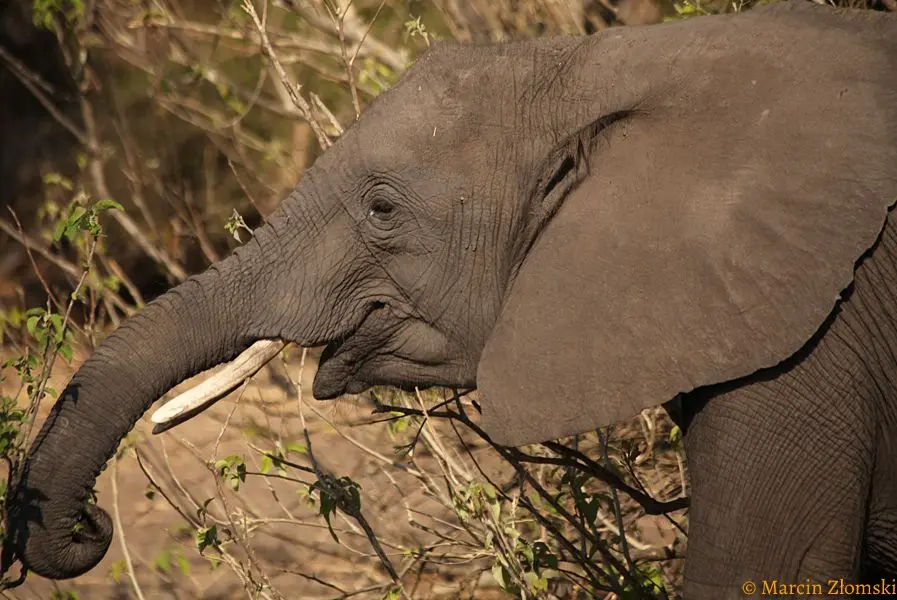 Słoń na safarii Tanzania Kenia