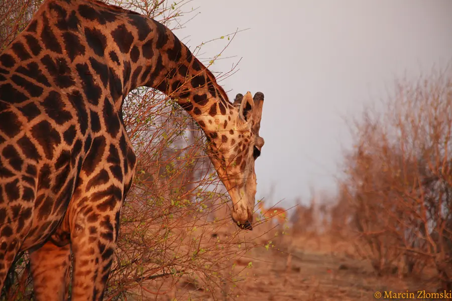 Żyrafa podczas wycieczki safari w Tanzanii