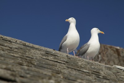 Mewy na dachu rorbu. fot. S. Adamczak