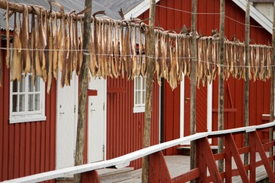 Suszenie sztokfiszy w Nusfjord; fot. S. Adamczak