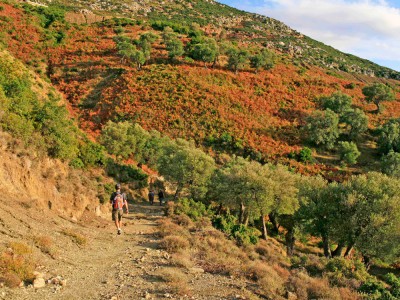 Wędrówka wśród drzew oliwnych (fot. Ana Shtrepi)