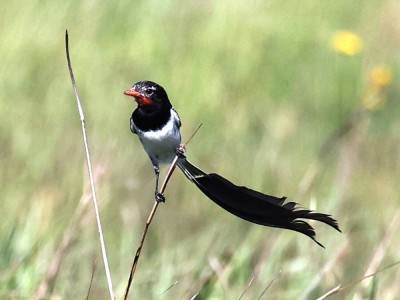 Figlarz flagosterny fot. Hubert Stelmach