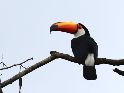 Tukan toko fot. Hubert Stelmach