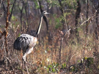 Nandu szare fot. Hubert Stelmach