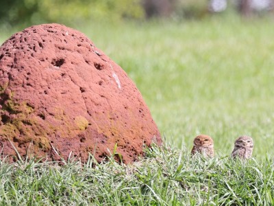 Pójdźka ziemna fot. Hubert Stelmach