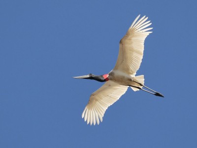 Żabiru amerykański fot. Hubert Stelmach