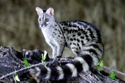 Żeneta zwyczajna