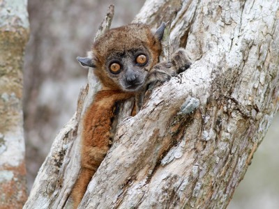 Lepilemur drobnozębny (fot. Artur Bujanowicz)