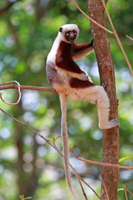 Sifaka (fot. Artur Bujanowicz)
