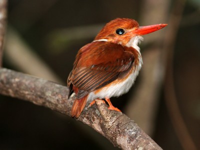 Zimorodek madagaskarski (fot. Artur Bujanowicz)