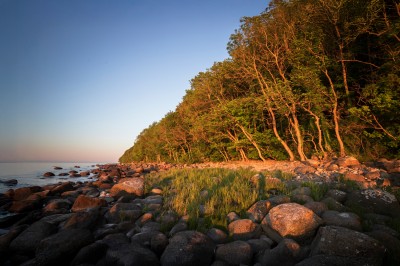 Las na wybrzeżu Rugii (fot. S. Adamczak, okfoto.pl)