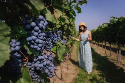 Morawska winnica - visitczechia.com