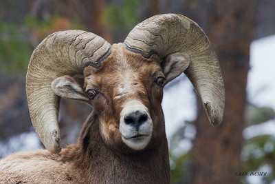 Muflon podczas wycieczki fotograficznej w USA