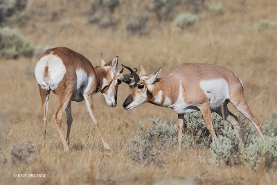 Walczące antylopy podczas wyprawy do Kolorado