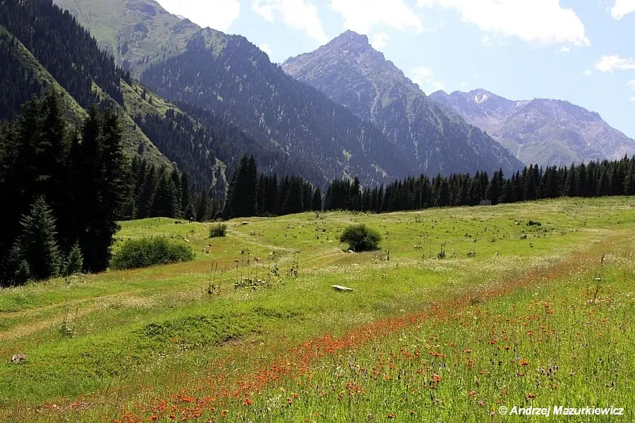 Łąki w górach Terskey Alatoo