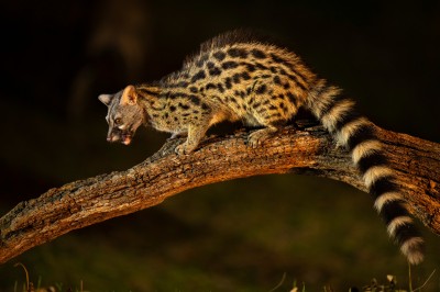 Żeneta (fot. P. Czapczyk)