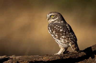 Pójdźka (fot. P. Czapczyk)