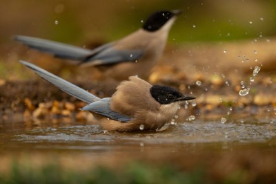 Sójka iberyjska (fot. P. Czapczyk)