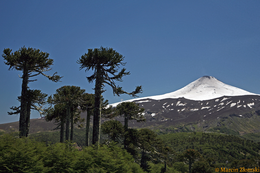 Podnóża wulaknu Villarica porasta stary las araukarii