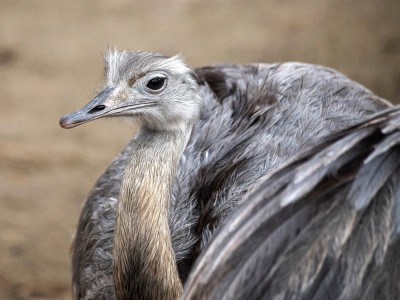 Nandu plamiste