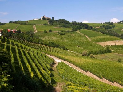 Winnice Langhe, fot. Francesca Cappa