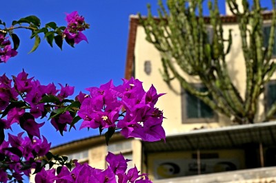 Bugenwilla, (Bougainvillea)fot. T. Liptak