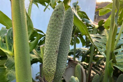 Monstera dziurawa (Monstera deliciosa),fot. T. Liptak