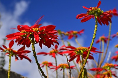 Wilczomlecz nadobny, (Euphorbia pulcherrima), fot. T. Liptak