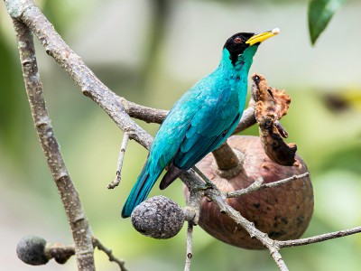 Seledynek, fot. Benedicto Grijalva