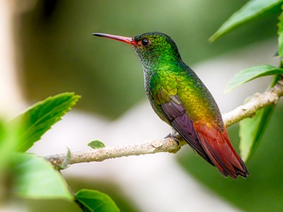 Koliber rdzawy, fot. Benedicto Grijalva