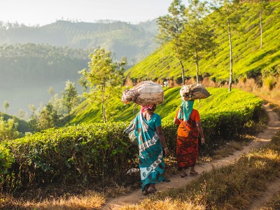 Plantacje herbaty w Munnar