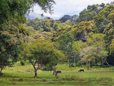 Park Narodowy Periyar