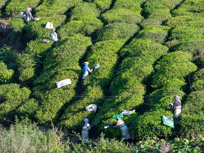 Plantacje herbaty w Munnar