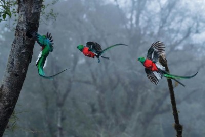Quetzal - symbol Gwatemali