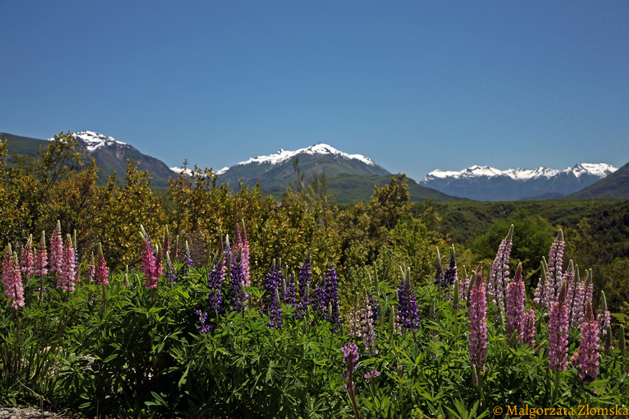 Wiosna w Patagonii