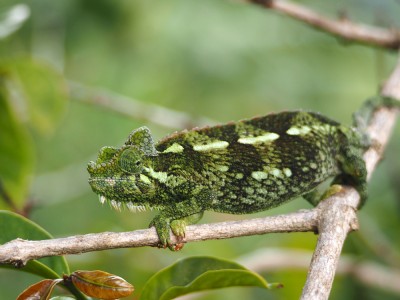 Kameleon górski (Calumma osborni). Madagaskar jest domem dla ponad połowy znanych gatunków kameleonów na świecie