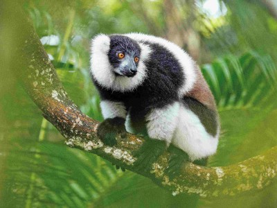 Wari czarno-białego (Varecia variegata), krytycznie zagrożony gatunek lemura