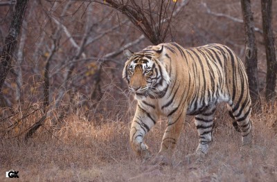 Tygrys bengalski fot. Gaurav Kataria Tygrys bengalski fot. Gaurav Kataria