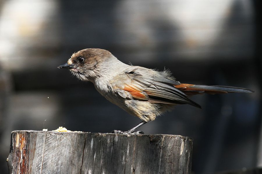 Sójka syberyjska (fot. Beata Kwapisz) Sójka syberyjska (fot. Beata Kwapisz)