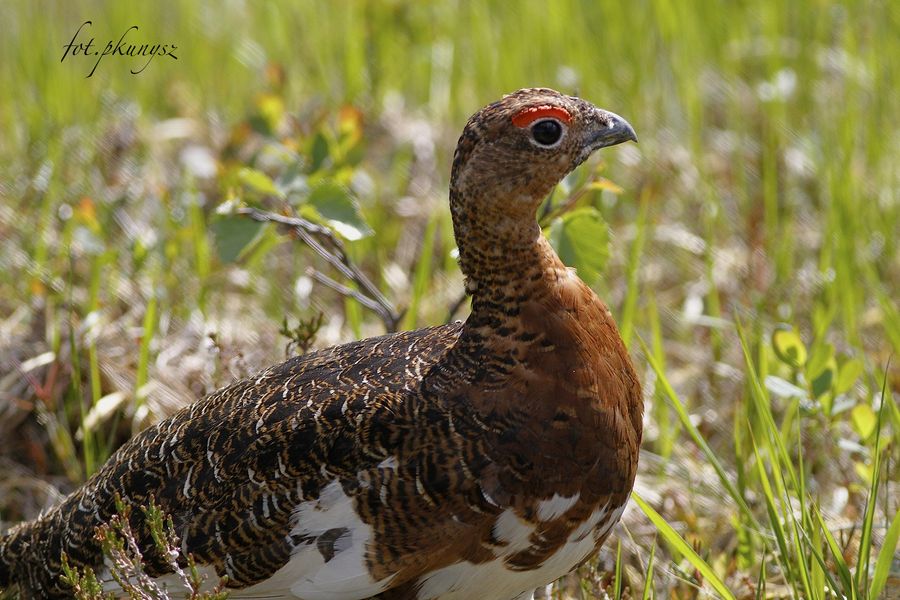 Pardwa (fot. Przemysław Kunysz) Pardwa (fot. Przemysław Kunysz)