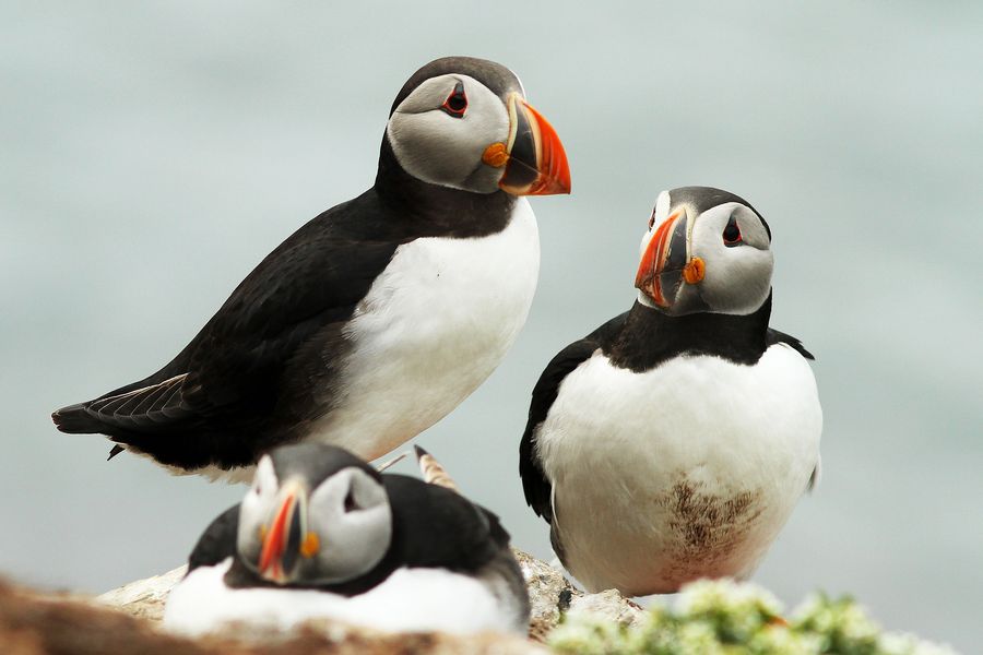 Maskonury (fot. Beata Kwapisz) Maskonury (fot. Beata Kwapisz)